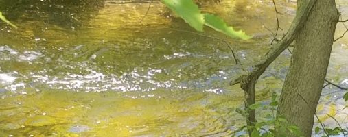 Water Quality